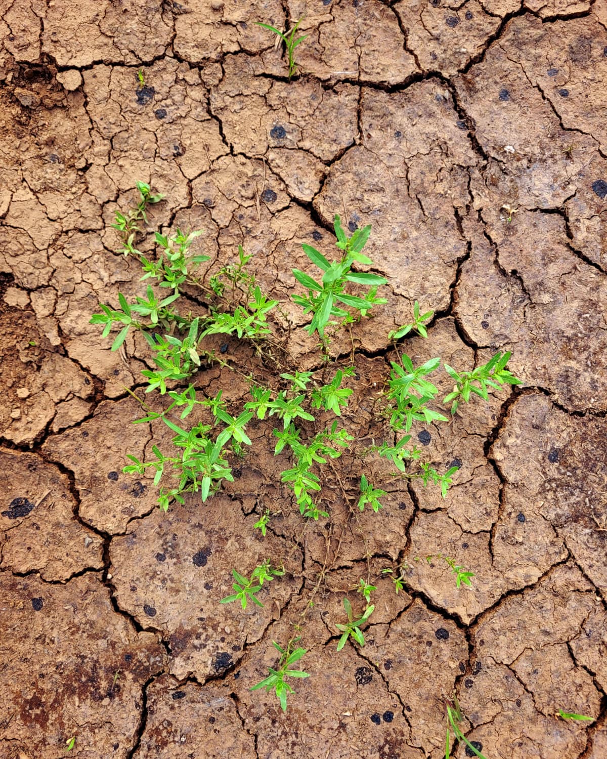 Climate resilience
