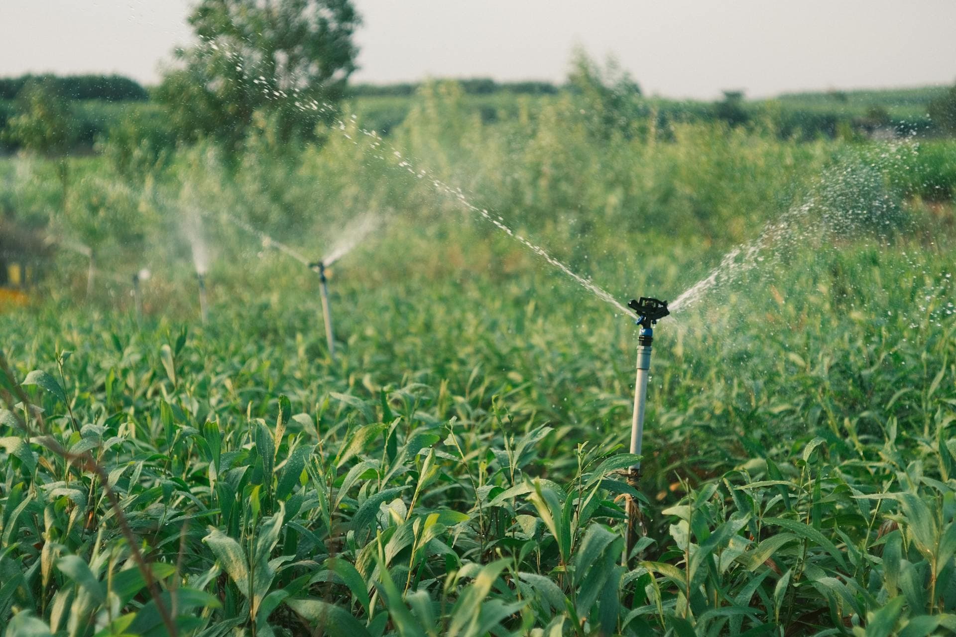 Sprinklers irrigating a green farm field at dusk